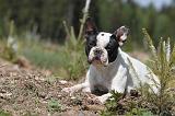 BOULEDOGUE FRANCAIS 373